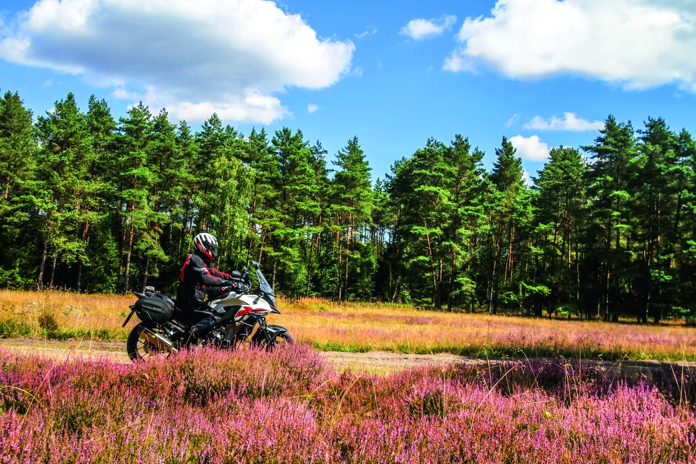 Motorrad steht in blühender lila Heide am Waldrand