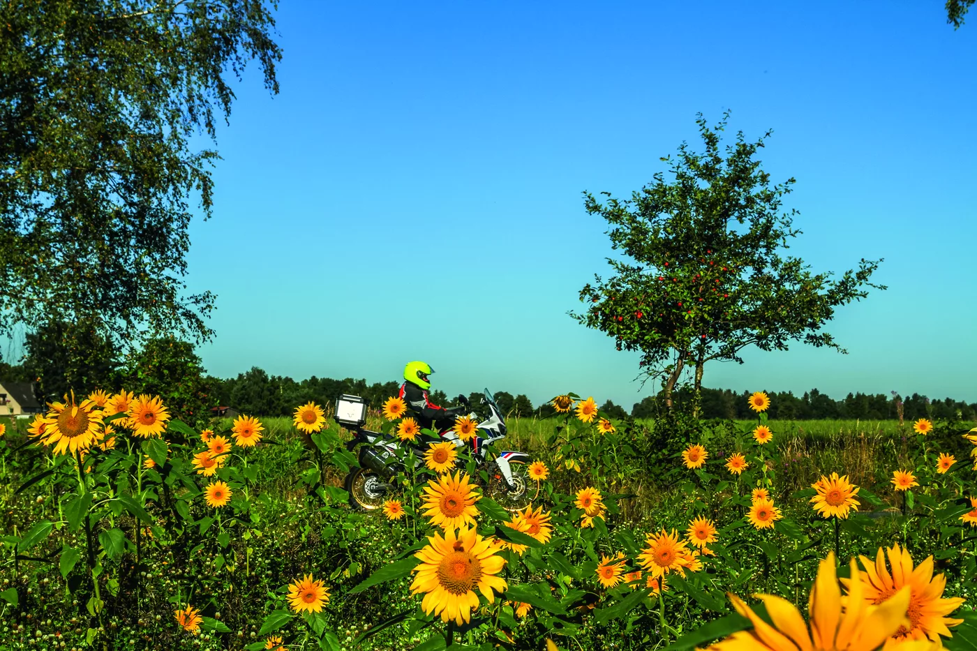 Motorrad hinter einem blühenden Sonnenblumenfeld Motorrad hinter einem blühenden Sonnenblumenfeld